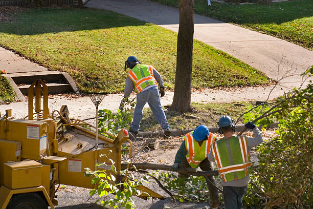 Seasonal Cleanup in Newark, CA